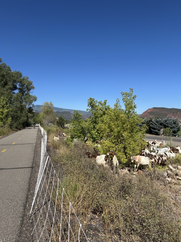 A group of goats enclosed by a sectioned-off fence on the right side of the Rio Grande Trail, with the paved trail stretching along the left side.