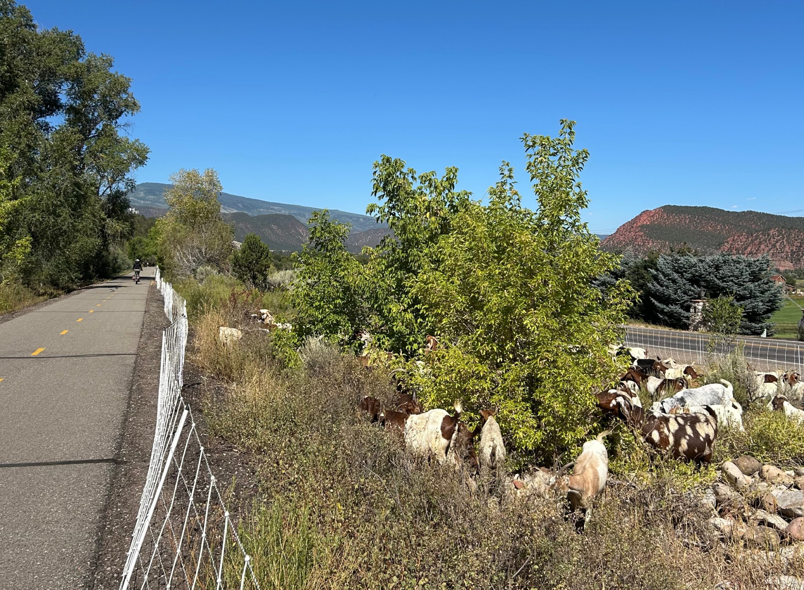 Grazing goats along the Rio Grande Trail just outside of Carbondale