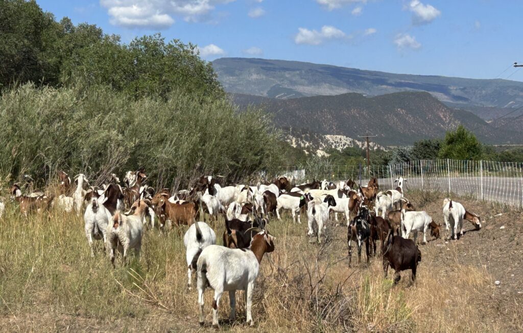 Grazing goats along the Rio Grande Trail just outside of Carbondale